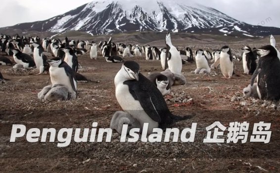 《企鹅岛Penguin Island》全6集英语英字BBC纪录片视频 百度云网盘下载