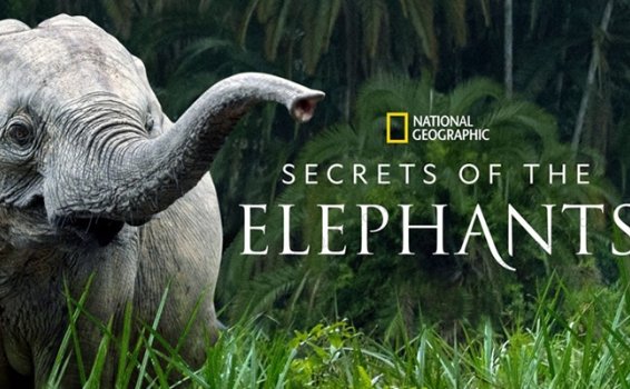 《大象的秘密Secrets Of The Elephants》第一季全4集英语英字科普纪录片 百度云网盘下载